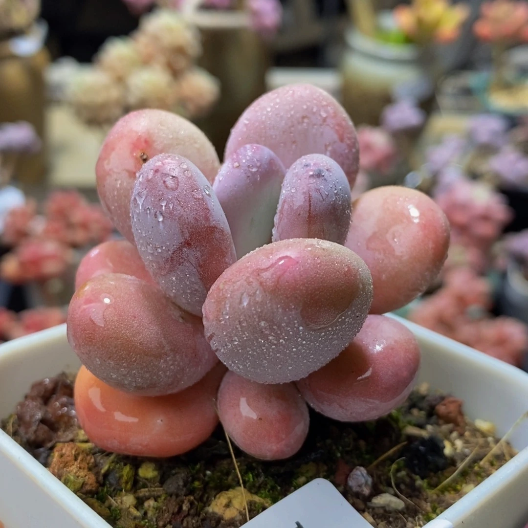 373-5 厘米多肉植物