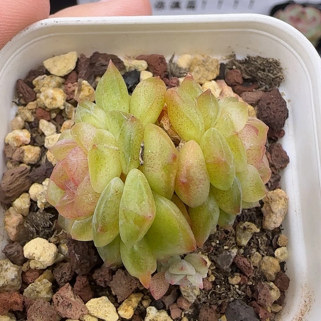 975 【满29包邮非偏远】