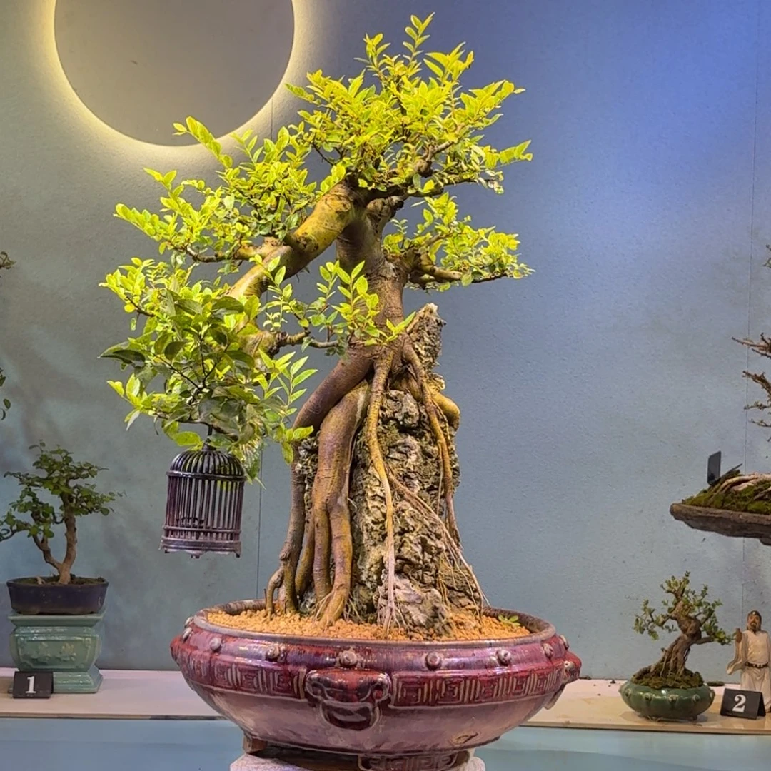 一***目无花朵朴树盆景一物一拍