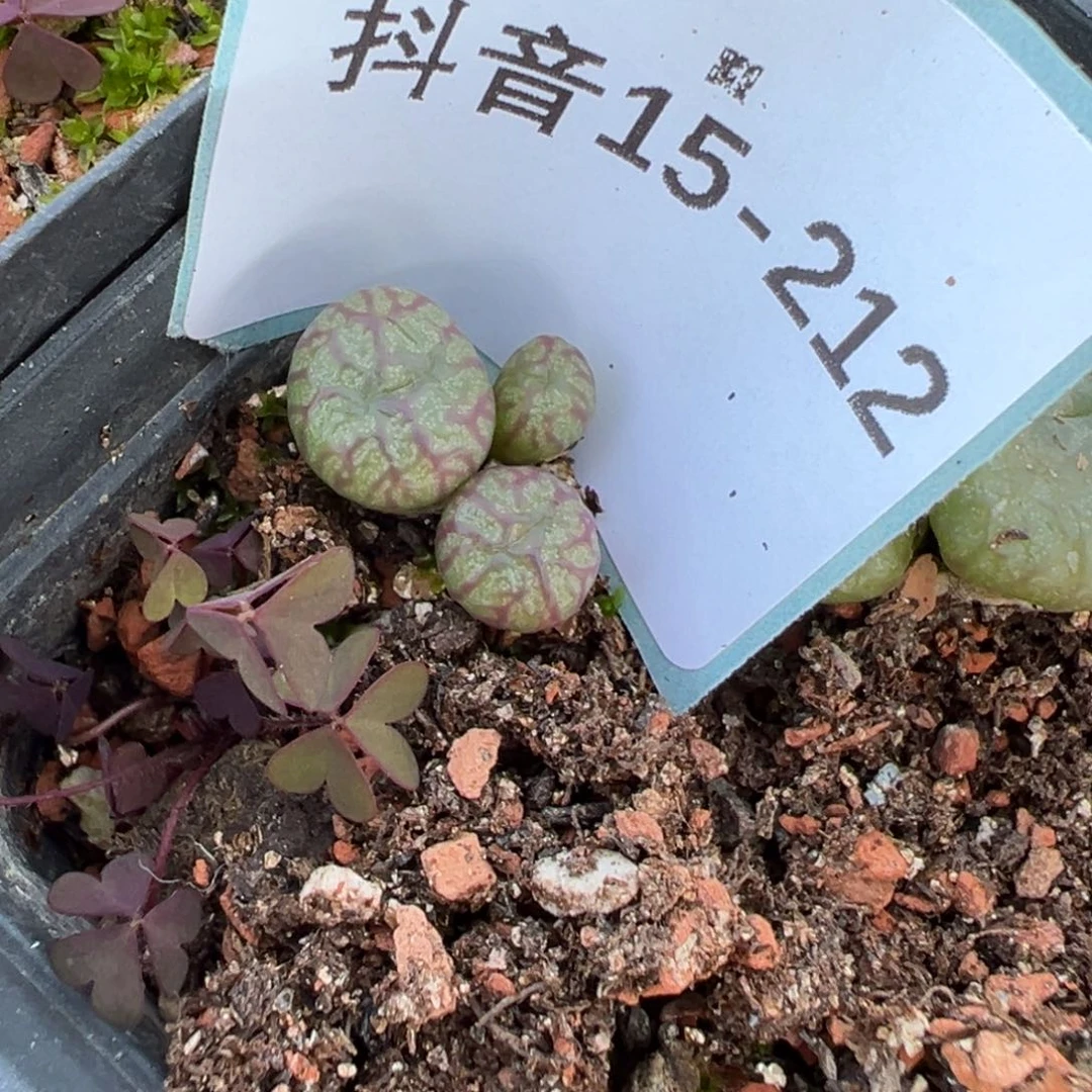 15-212送奶工杂多肉植物