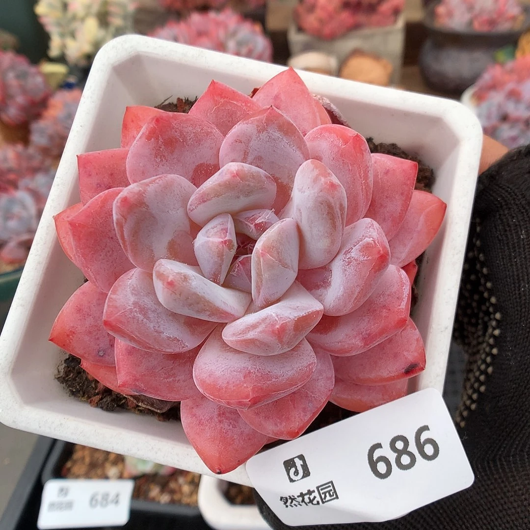 686雪天使多肉植物6666