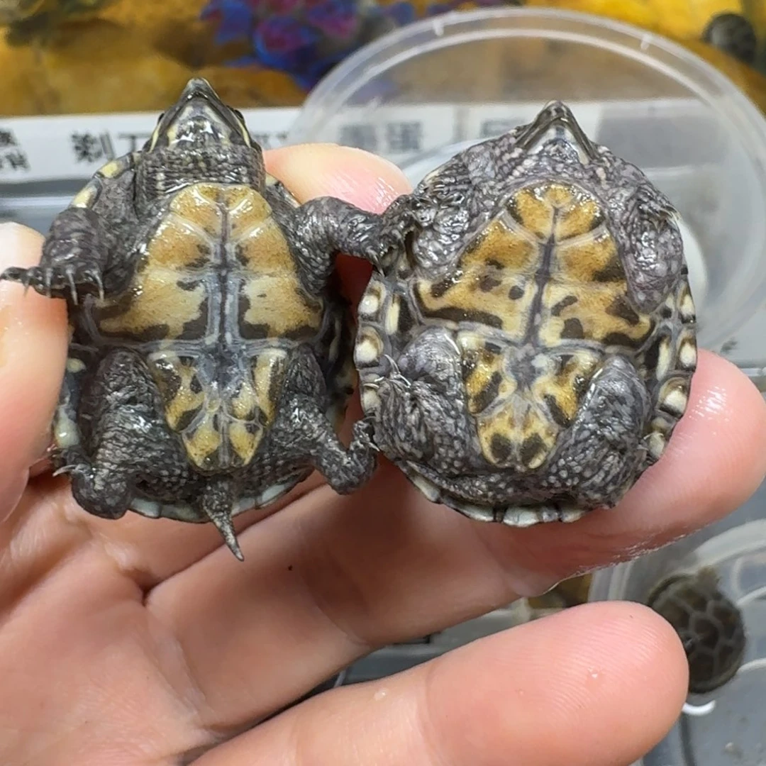 不分公母宠物龟麝香
