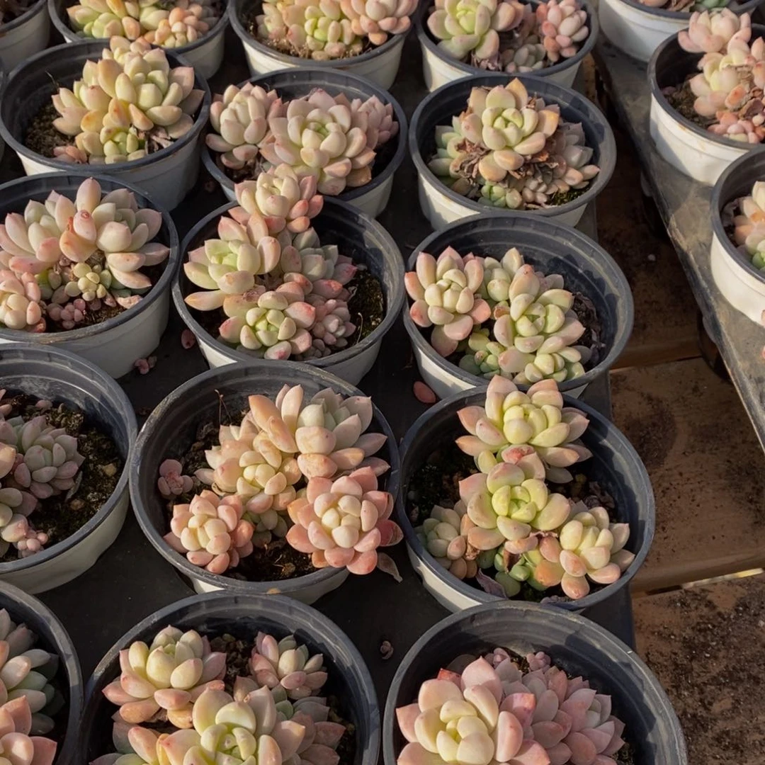 510多肉植物保护研究所所长助理