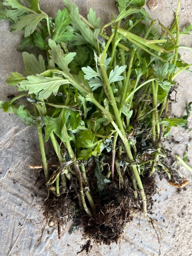 广东梅州甜艾叶老梗可种植