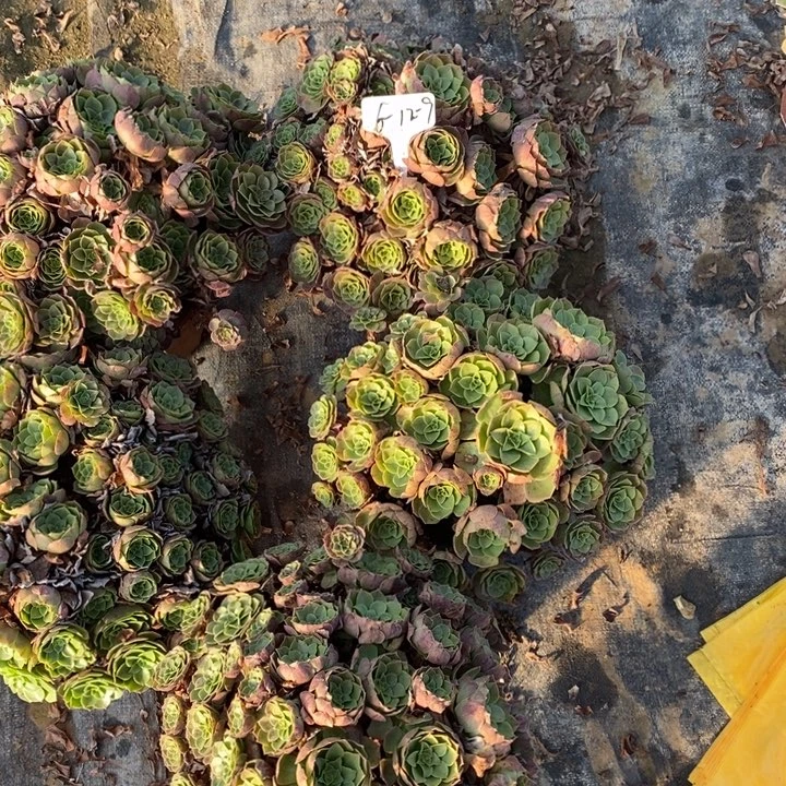 雨***。万圣节5棵5棵111111112_9