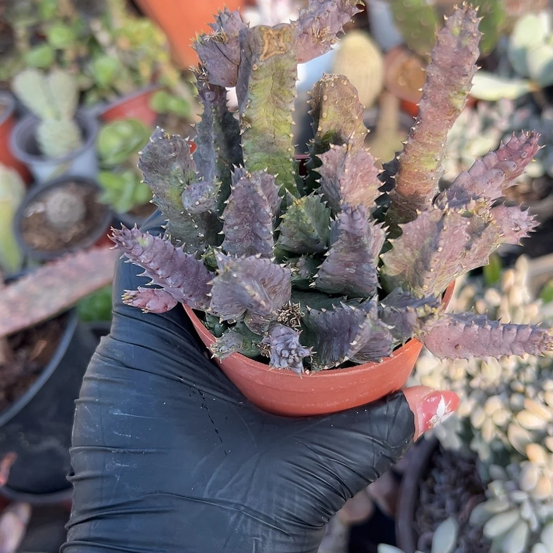多肉植物甜甜圈开花