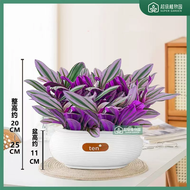 油画婚礼吊兰垂吊爆盆好养易活紫露兰室内绿植多肉植物