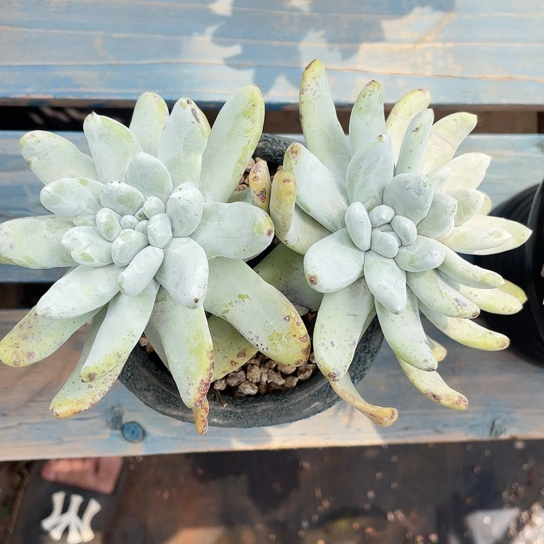 拇指老庄多头群生