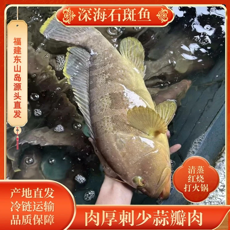 【码头福利】深海石斑鱼东山岛深海野生海钓 石斑鱼肉厚味美