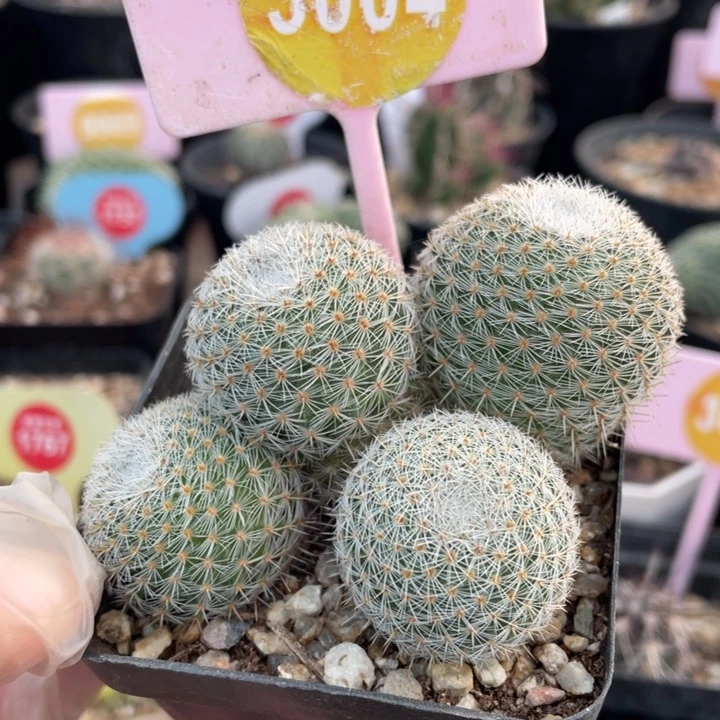 实生希望丸群300400000