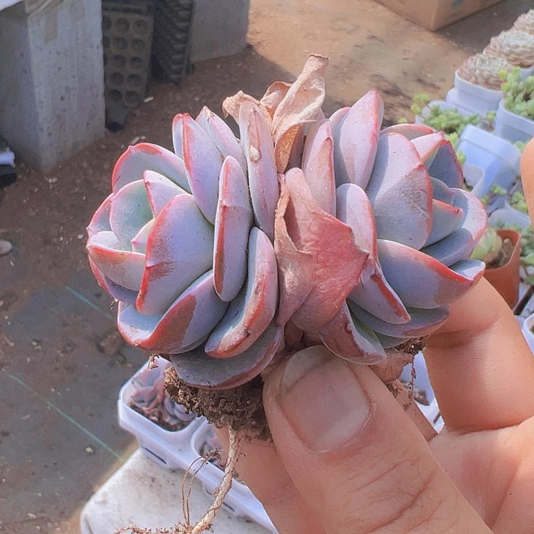 布鲁兰19包邮多肉