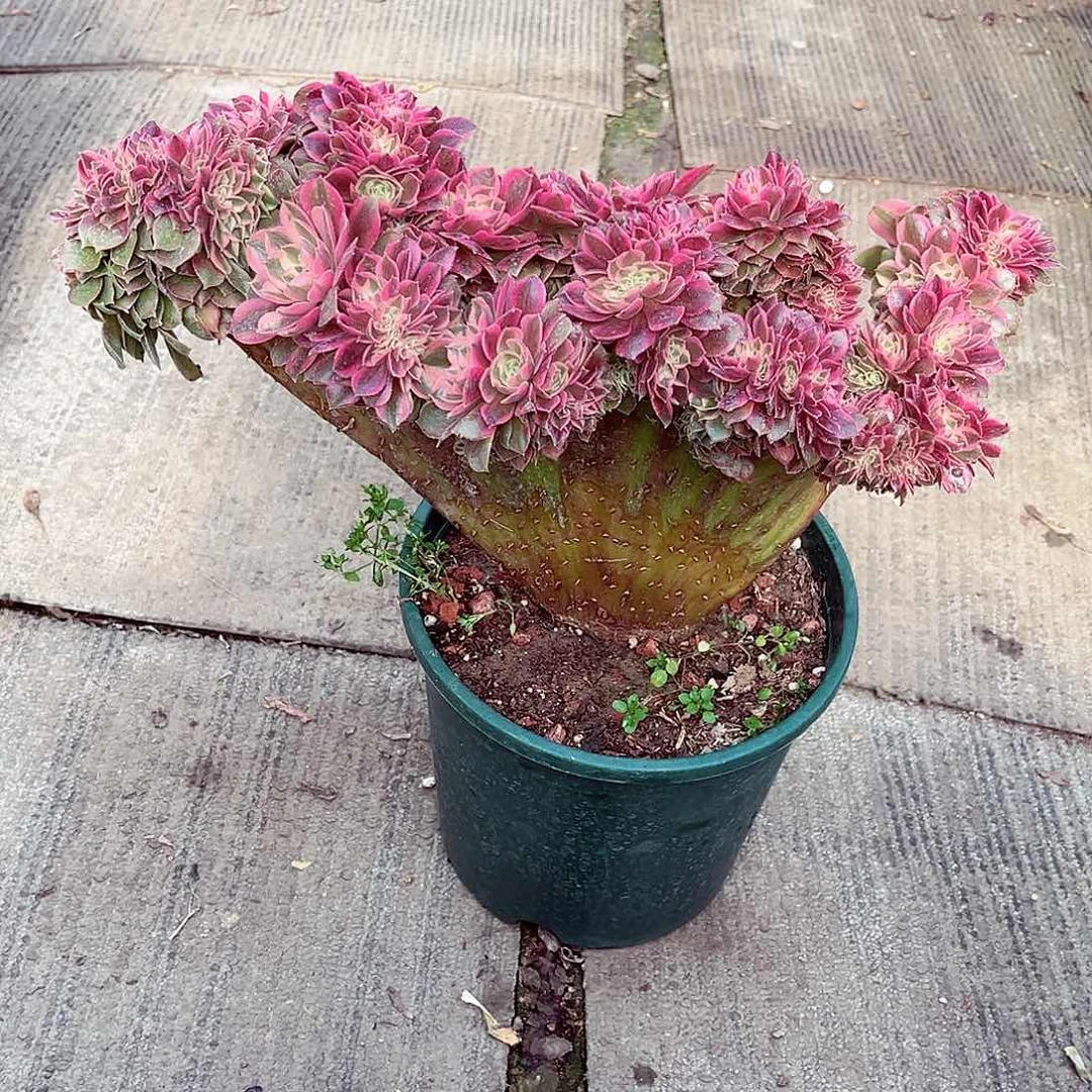 法师多肉漂亮漂亮