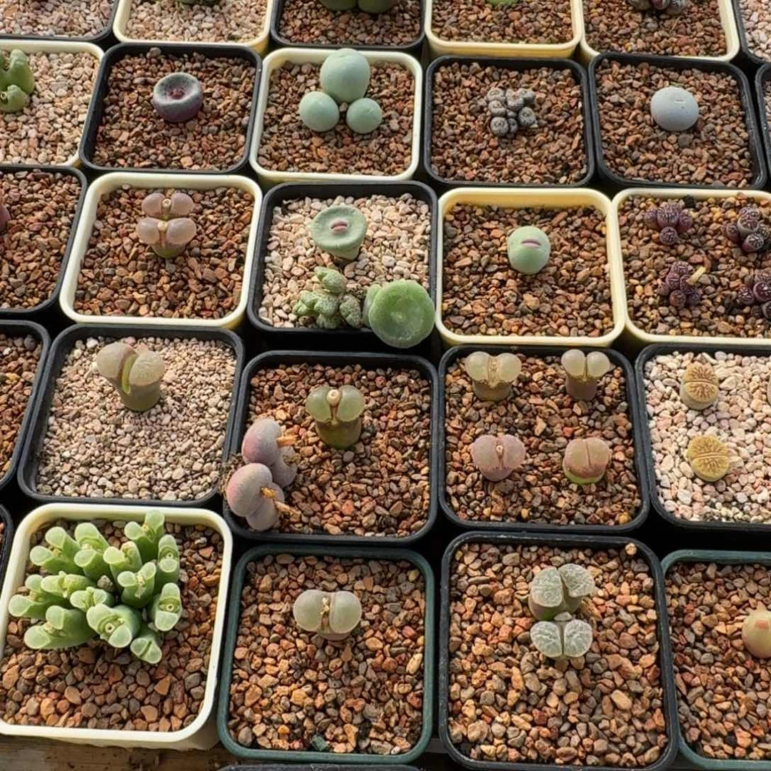 ¿***¿云缦精品番杏9.21