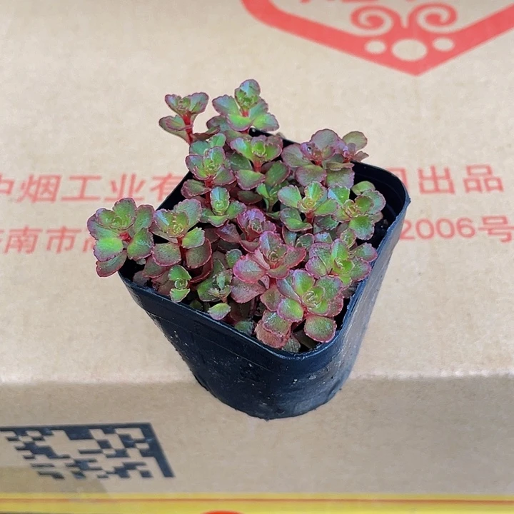 小球玫瑰带盆土发货