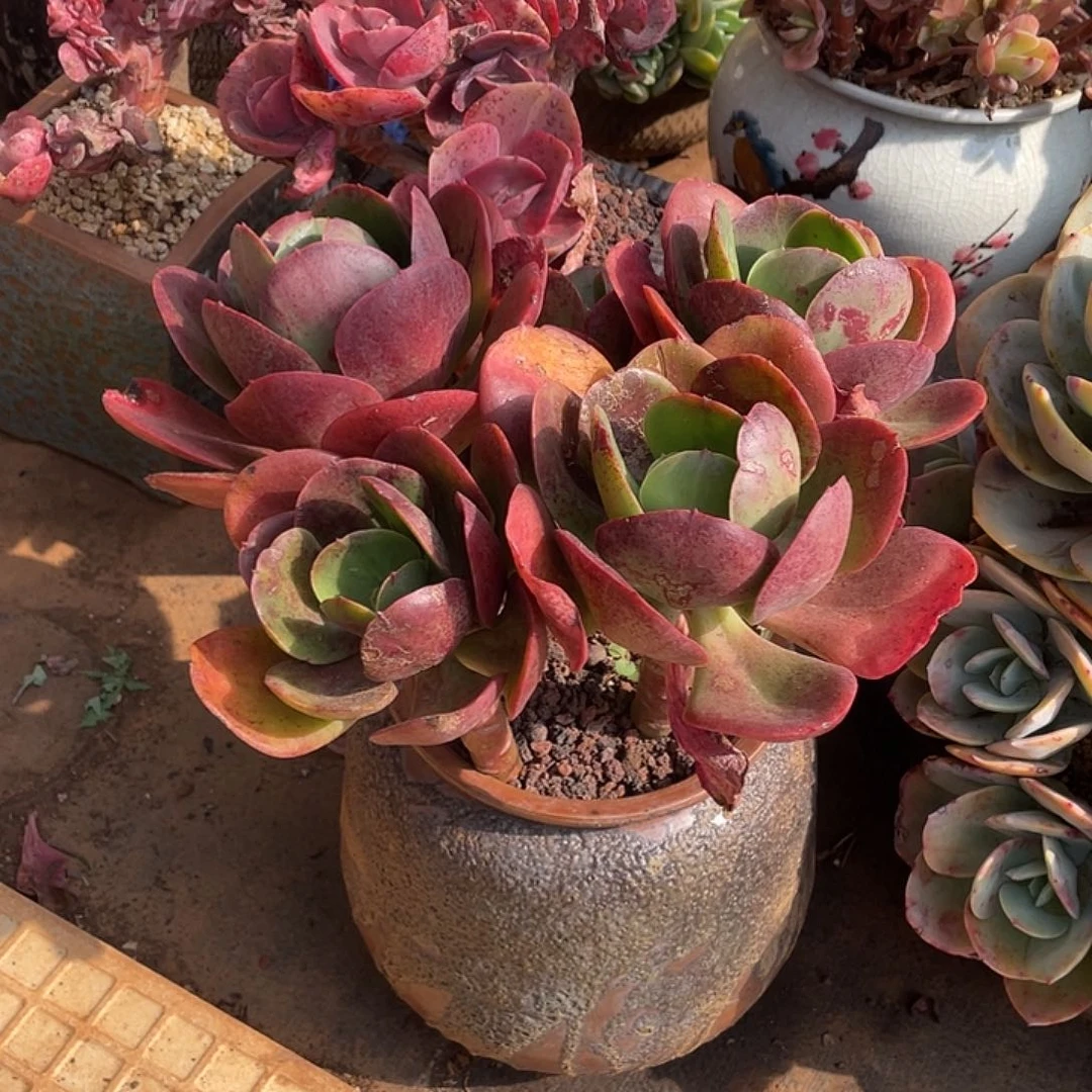 大唐玫瑰19.8米量拍多肉