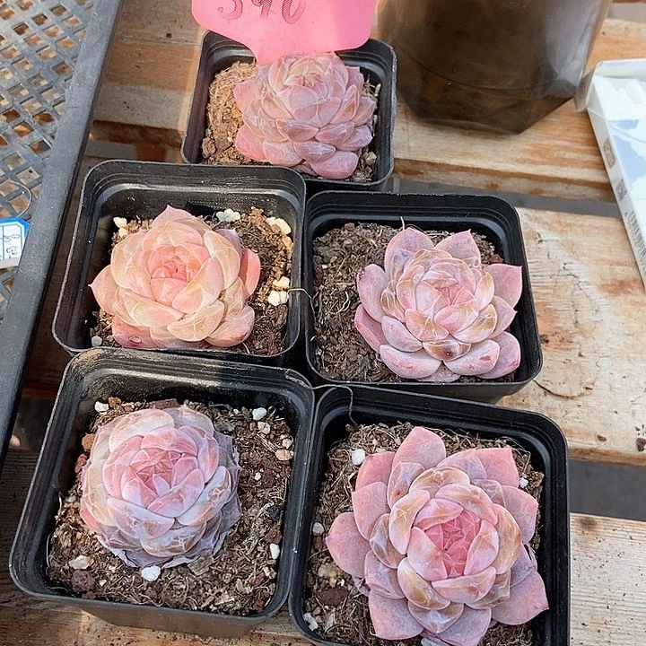 ?*?多肉植物390五个别拿错