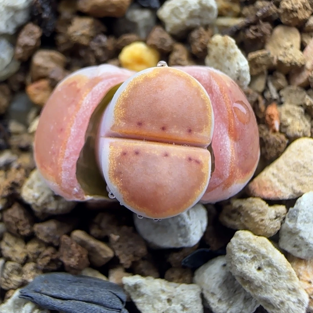 三蜕小个子黄金饼干开播福利30包邮