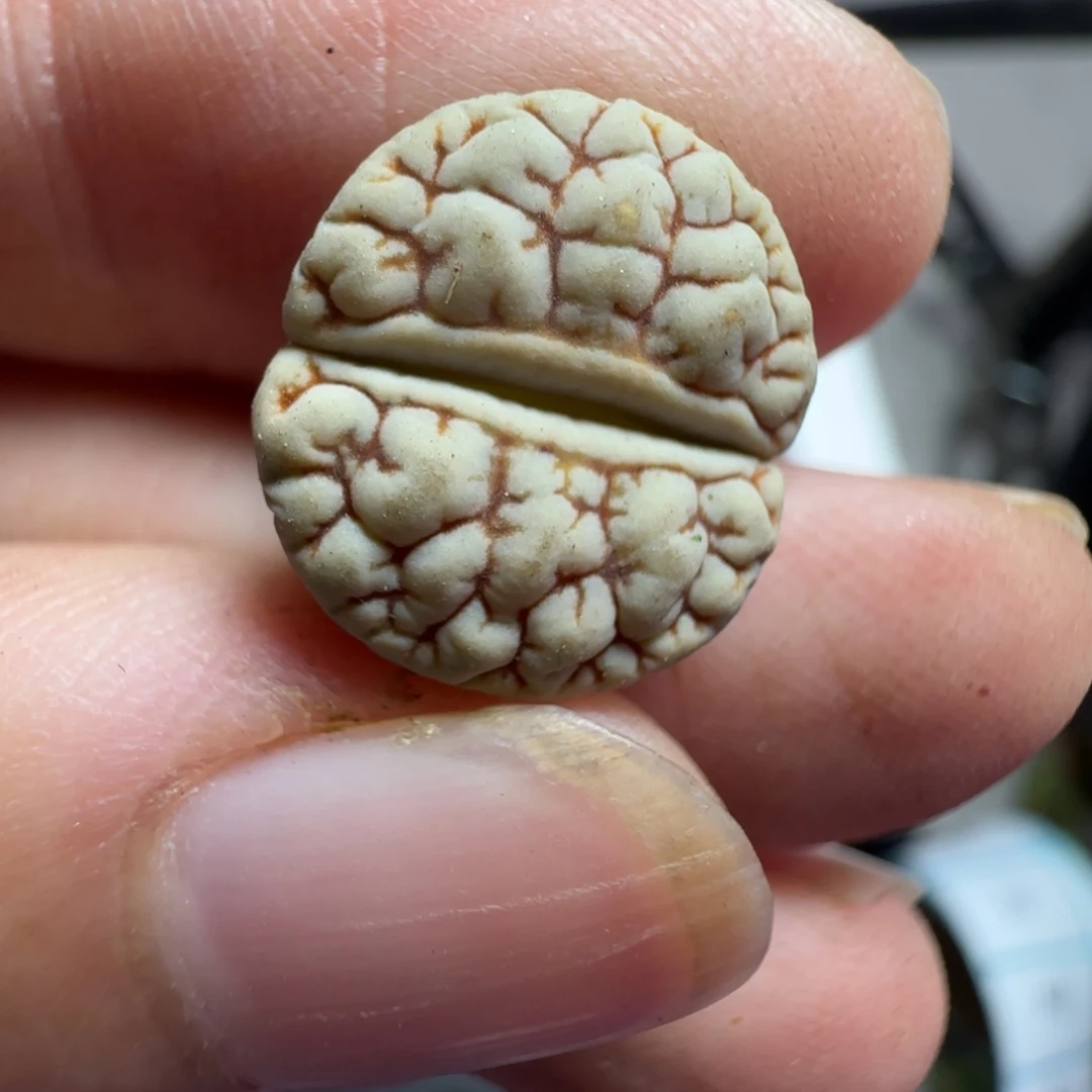 105脑纹189 生石花清框福利30包邮