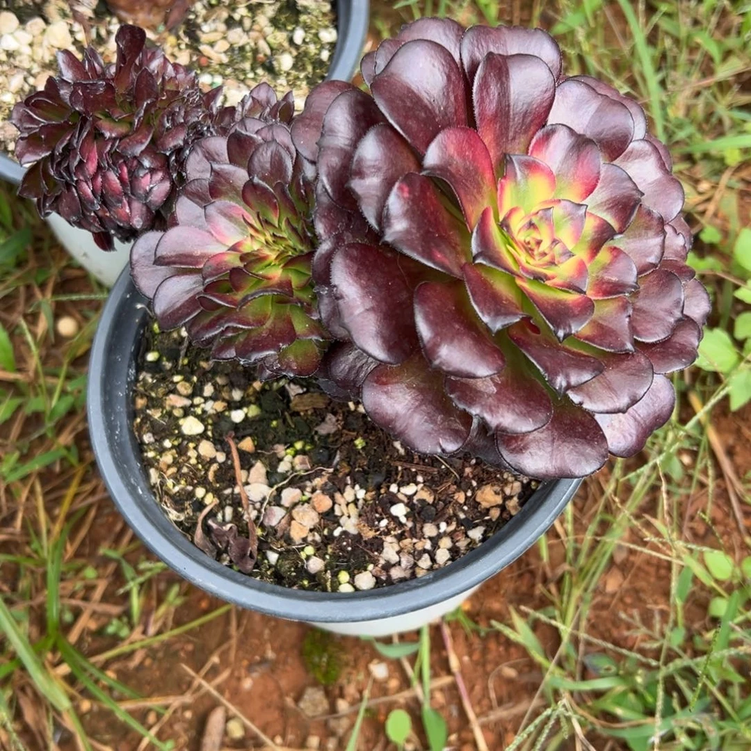 美肌缀化老桩厚板朵缀