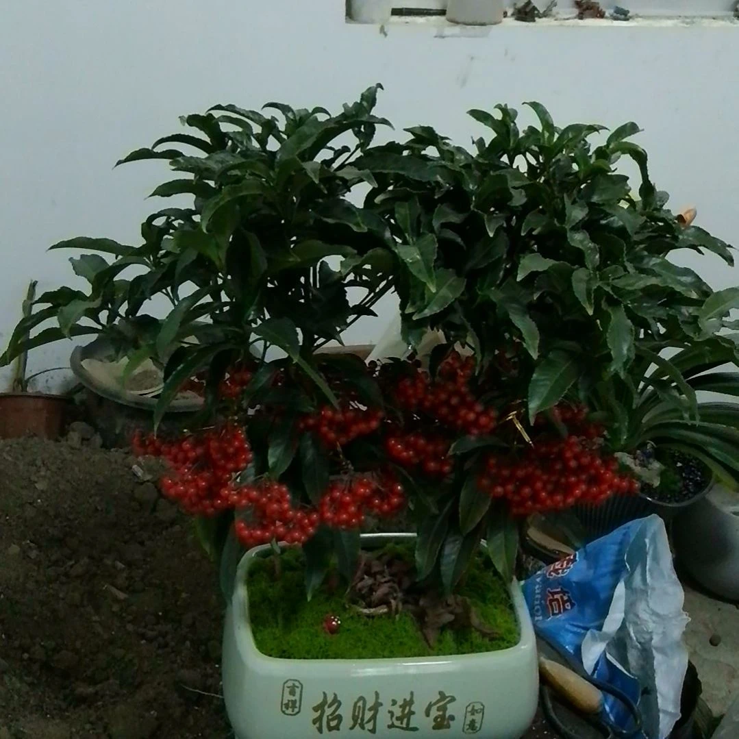 无花朵富贵籽年底年宵花寓意新的一年硕果累累