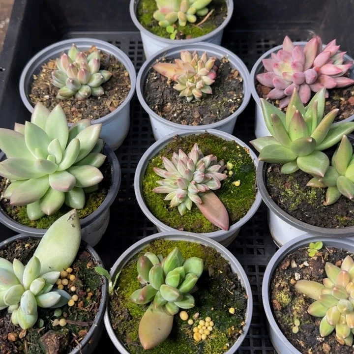 2626多肉植物一物一拍
