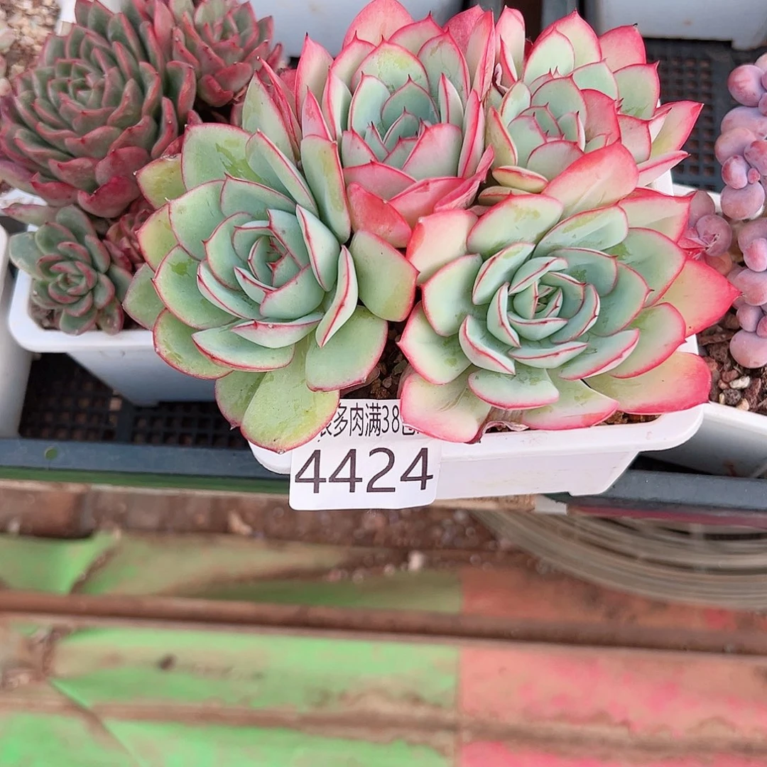 原***点无花朵多肉一物一拍植物4424