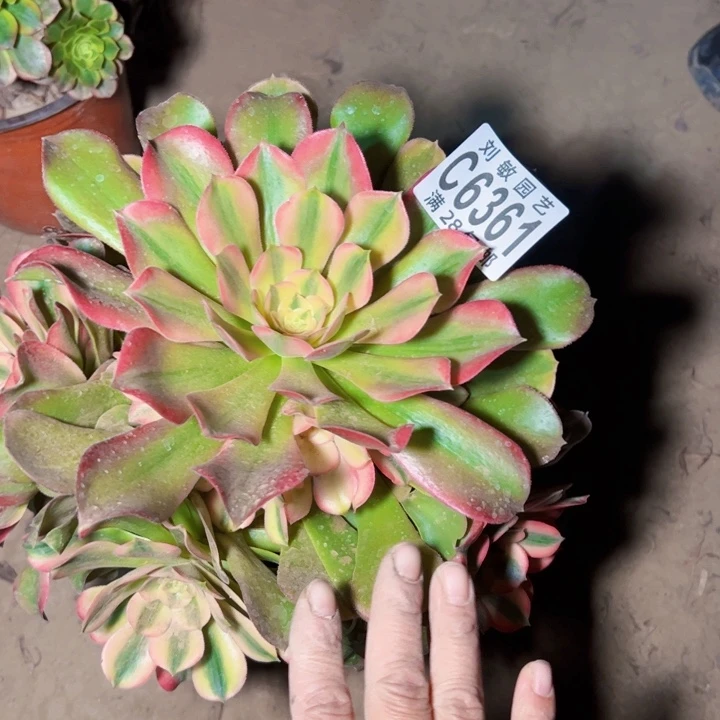 记*6361多肉植物法师法师法师