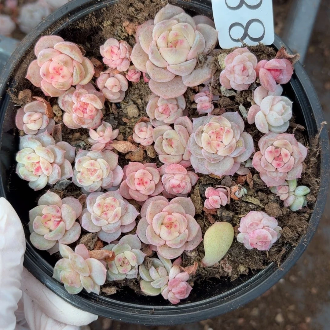 多肉植物多肉植物886