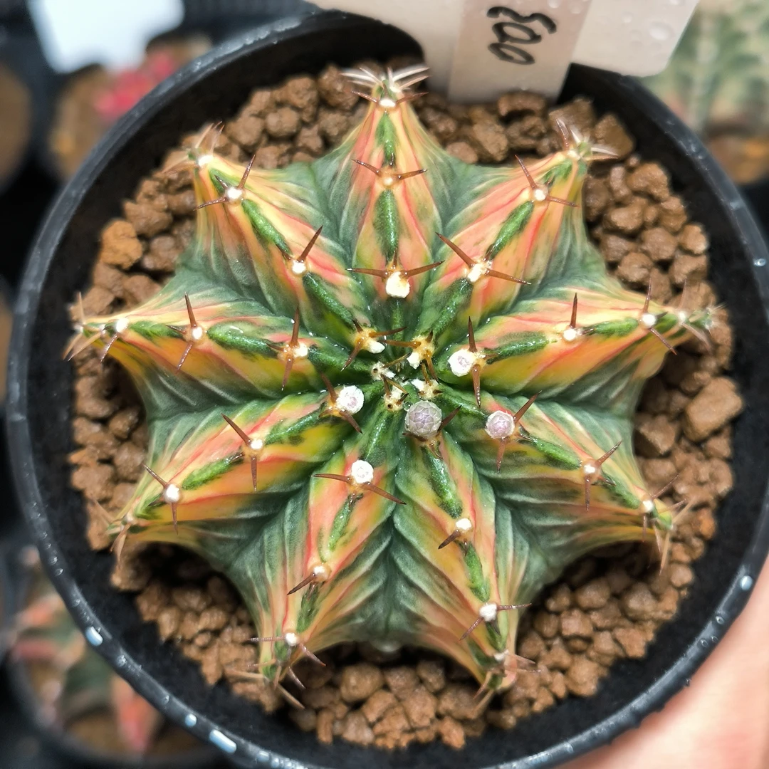 003号米哈仙人球实生虎斑肋骨锦