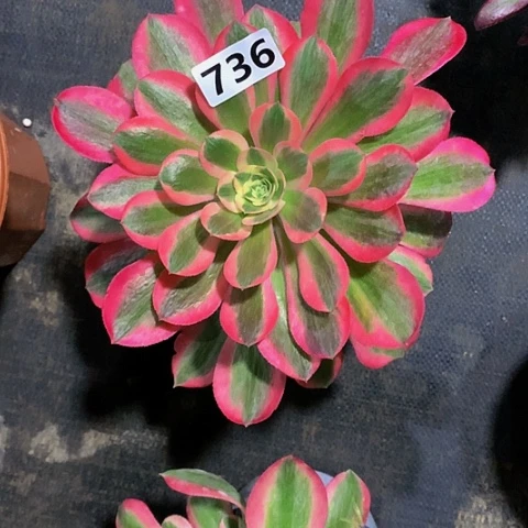 粉女巫736带土球发货