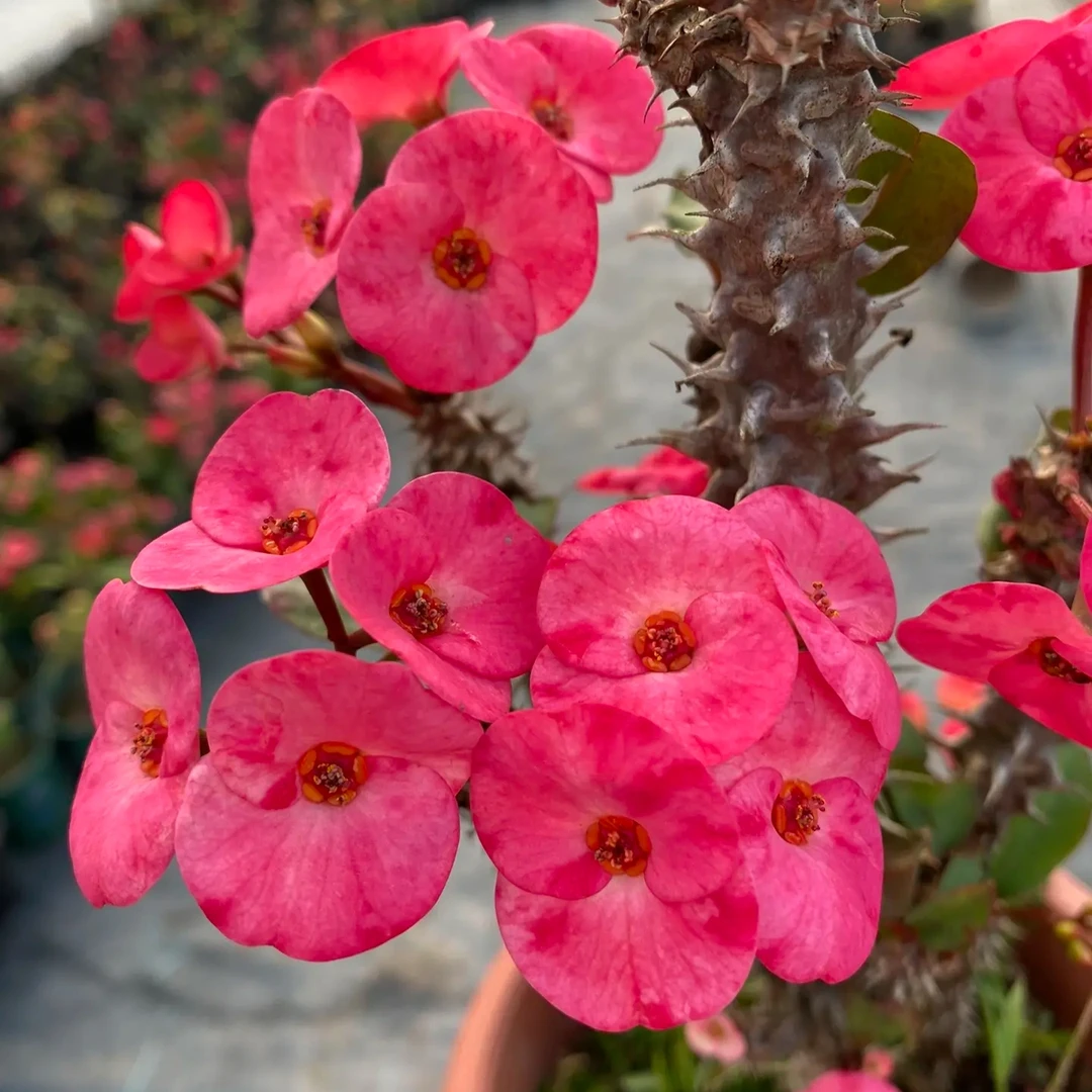 泰国玫粉牛角粉虎刺梅铁海棠粉色系爆花勤花耐旱耐热露养楼顶阳台