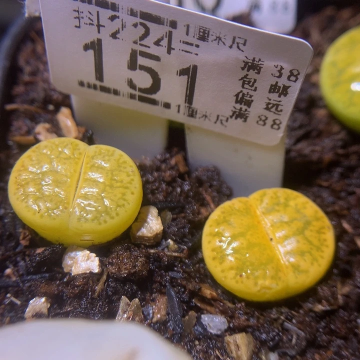 精品生石花224.151