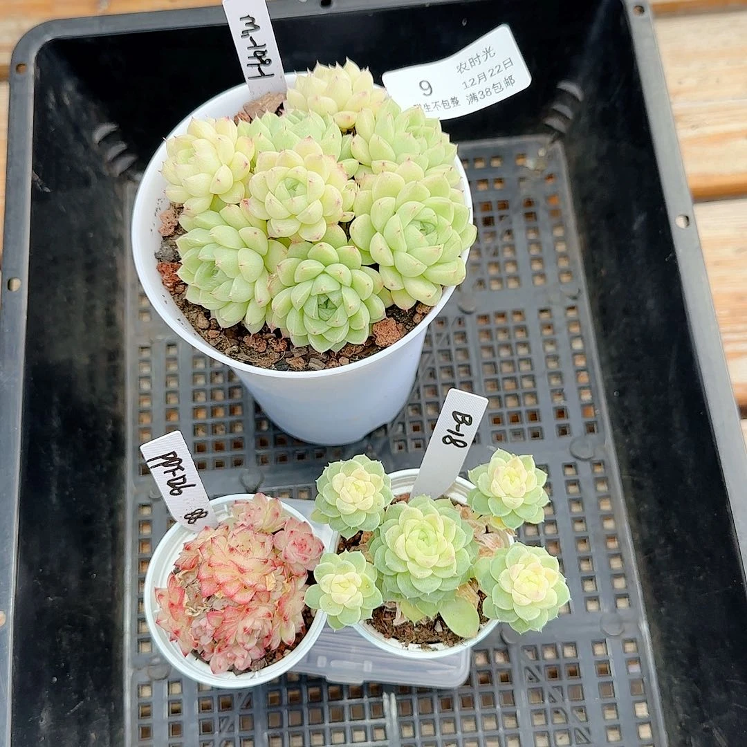 1222-9（打包）咪姐专拍