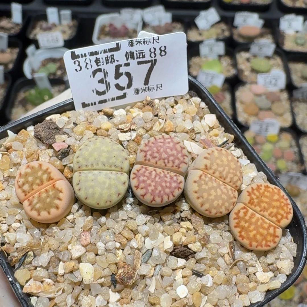 zzzz生石花肉锥357