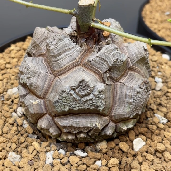 1802龟甲龙带盆包邮12公分