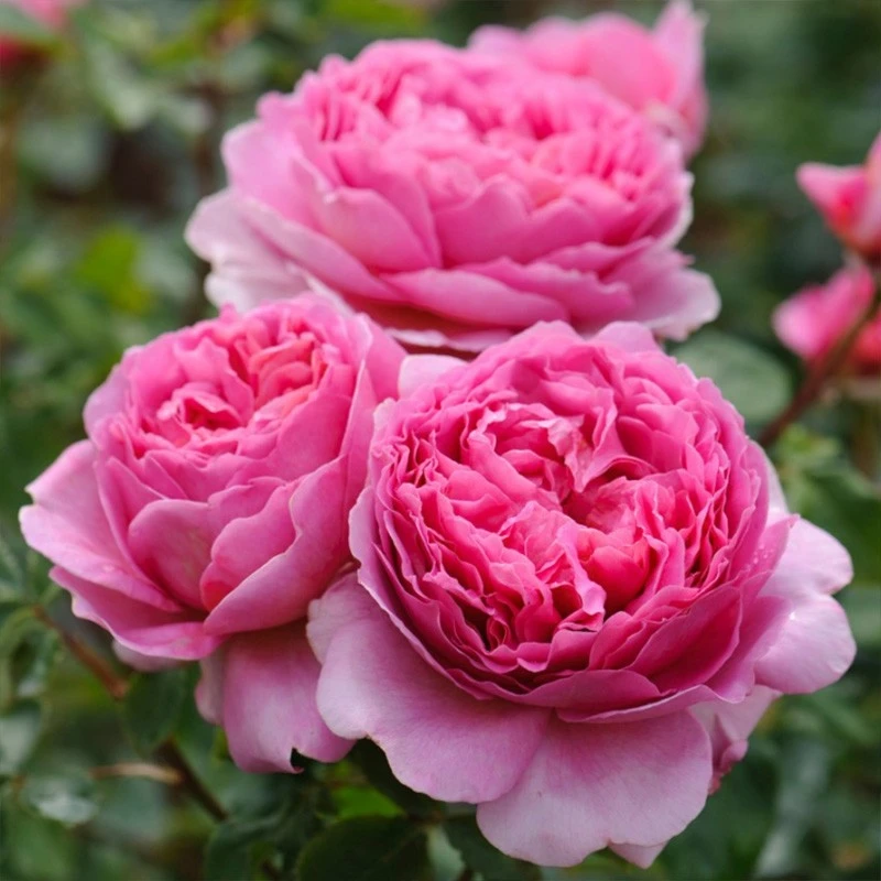 肯特公主云南玫瑰花苗大花浓香四季开花月季老根花卉绿植盆栽植物