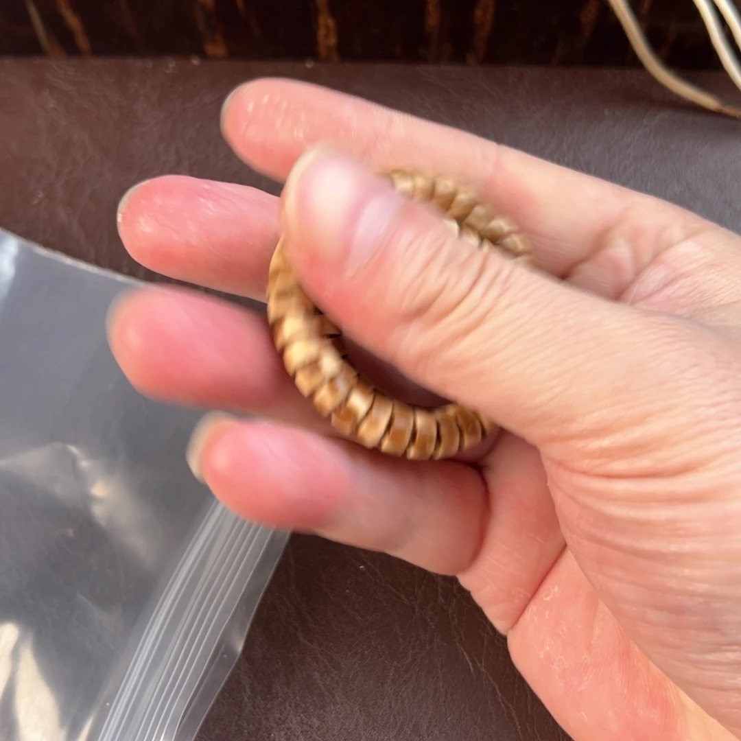 吊坠金刚菩提紫金鼠冰淇淋单圈