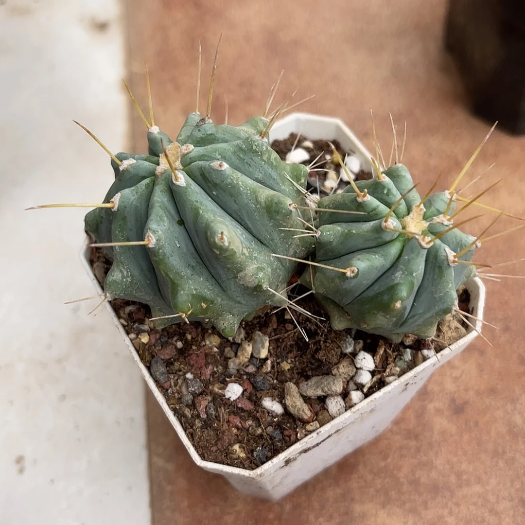 王冠龙仙人球一物一拍