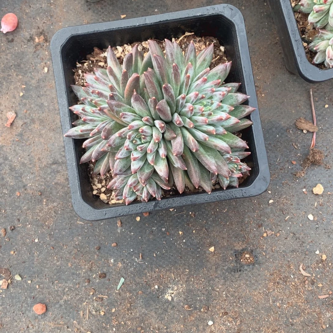 多肉植物多肉植物30