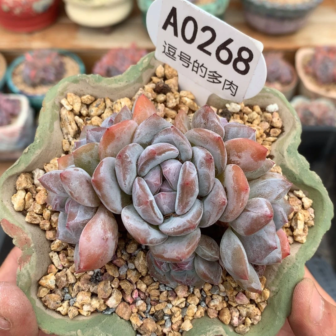 A0268 星影老桩 无砍 8.5cm
