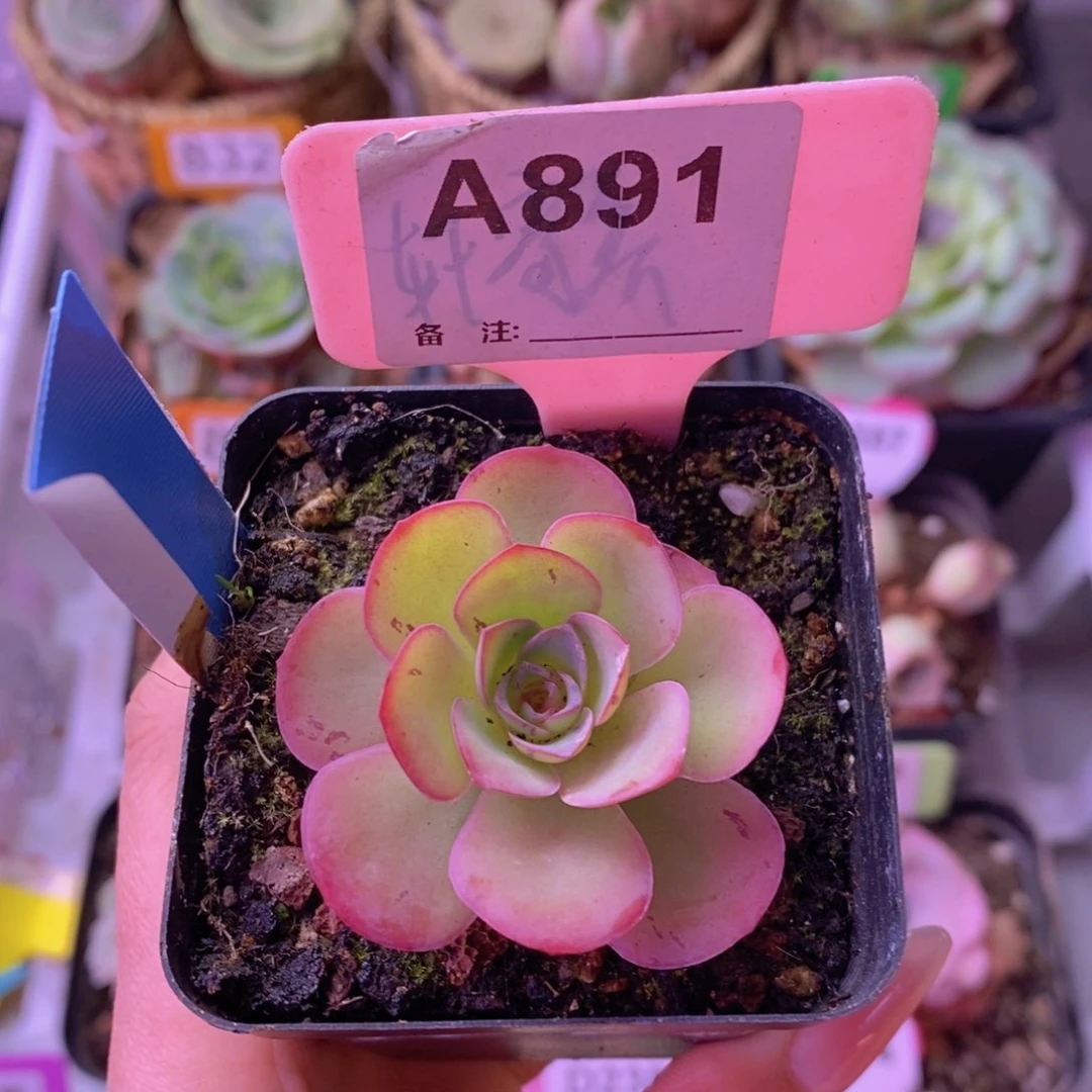 精品玫瑰蝶恋花A891 裸根发