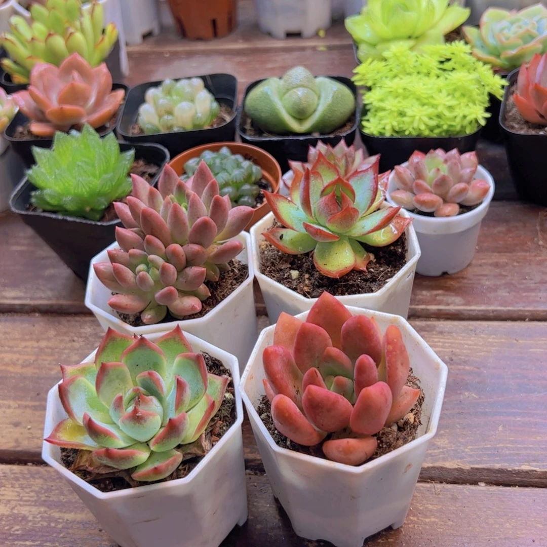 惊鸿➕吉娃娃➕桃花源➕红蜻蜓