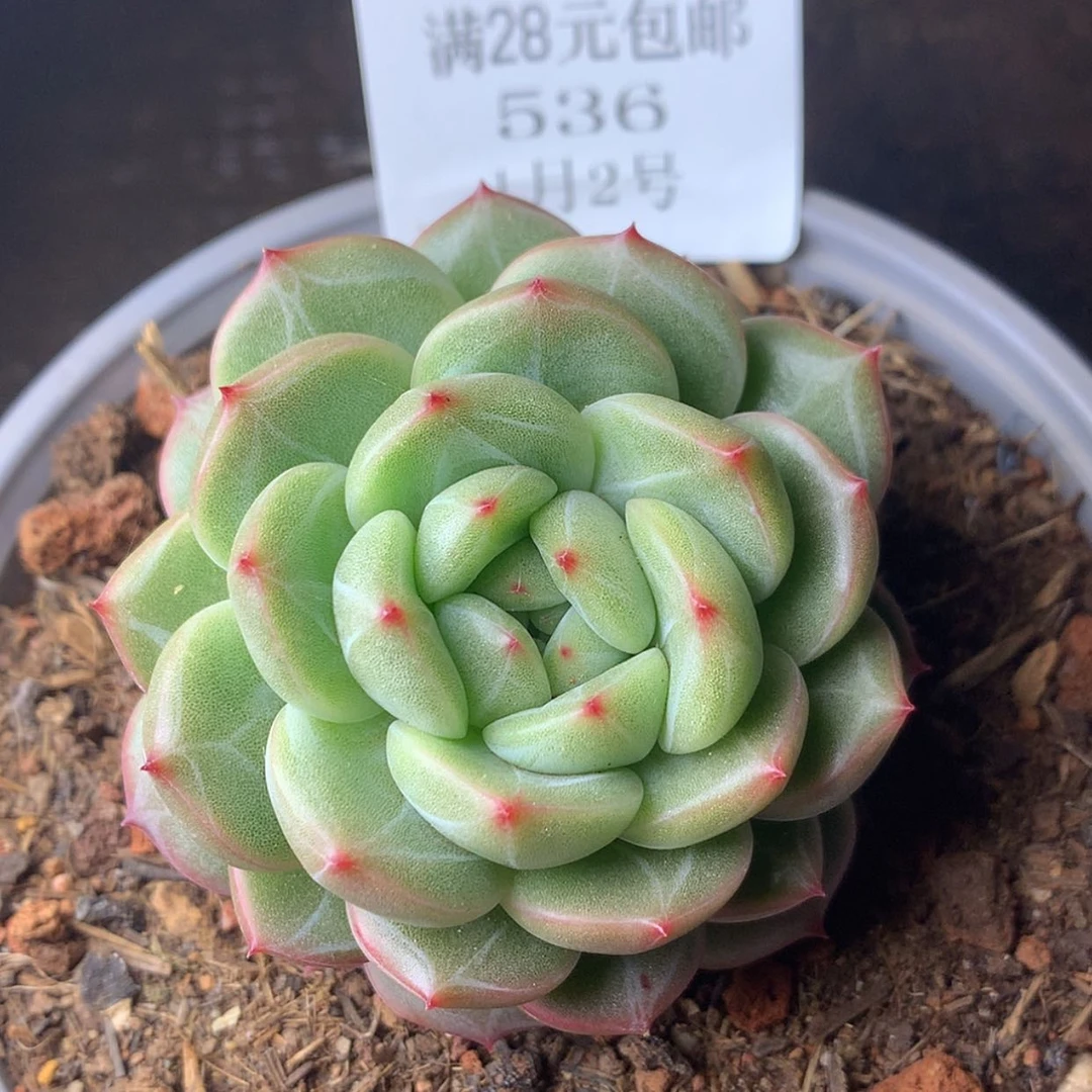 【闪购商品】云536号