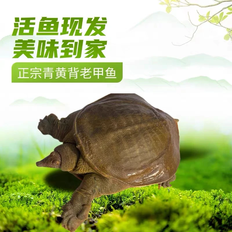 公甲鱼生态外塘养殖