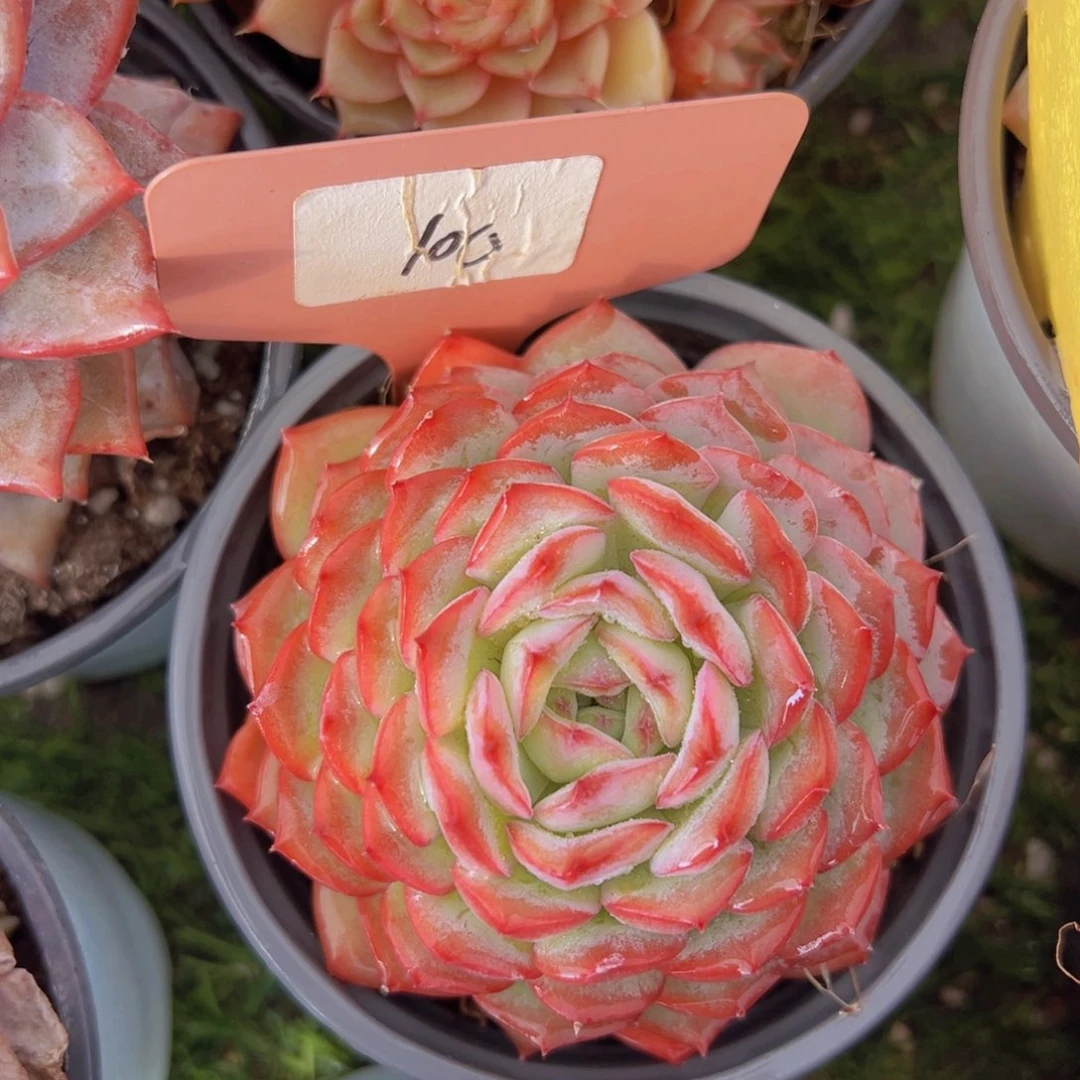 香玉的故事是一个人的