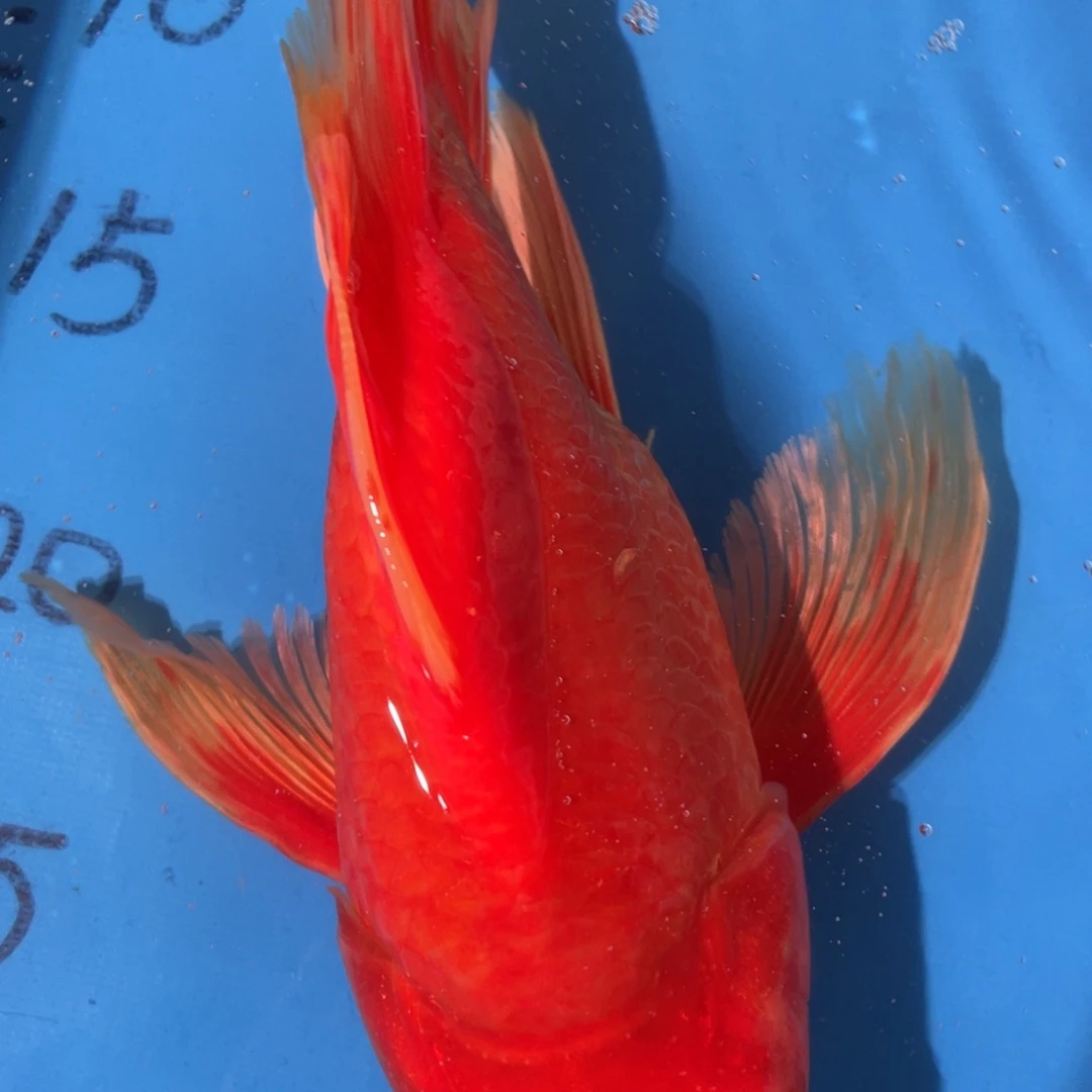 锦鲤蝴蝶蝴蝶锦鲤草金