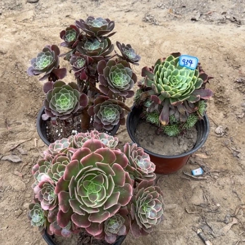 934多肉植物组合，