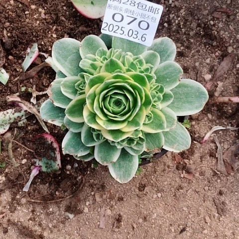 3.6-70山地多肉植物