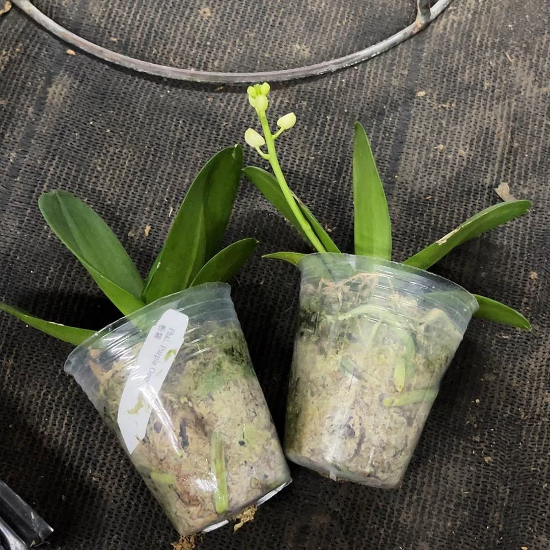 当前无花栽培后可以开花粉猫2.8