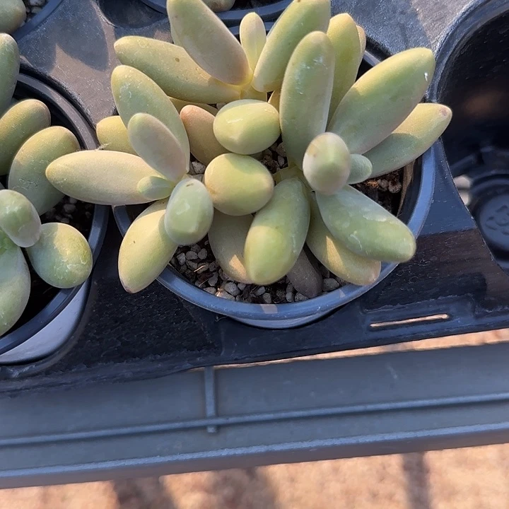 青蛙王子儿童牙膏？